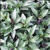 Basil Seeds - Clove Scented