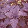 Basil Seeds - Red Opal