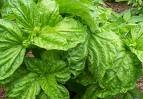 Basil Seeds - Lettuce Leaf
