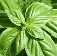 Basil Seeds - Genovese - ON SALE!