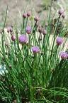 Chive Roots - Garlic