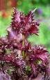 Perilla Seeds - Scarlet