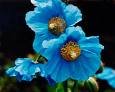 Blue Poppy Seeds