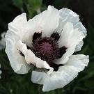 Poppy Seeds - White - ON SALE!