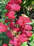 Red Yarrow Seeds