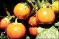Eggplant Seeds - Turkish Orange - Heirloom