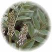 Chinese Licorice Seeds