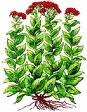 Henna Seeds