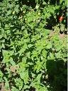 Lemon Mint Seeds