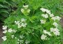 Anise Seeds