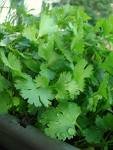 Cilantro Seeds