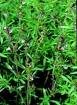 Summer Savory Seeds