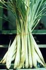 Lemon Grass Seeds