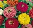 Zinnia Seeds - Dahlia Mixed Colors