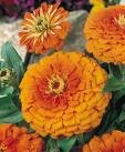 Zinnia Seeds - Orange King