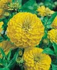 Zinnia Seeds - Canary Yellow