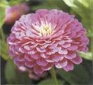 Zinnia Seeds - Purple Prince