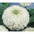 Zinnia Seeds - Polar White
