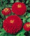 Zinnia Seeds - Cherry Queen
