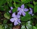 Periwinkle Plants
