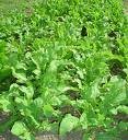 Arugula
