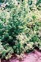 Basil/Dwarf Green Bush