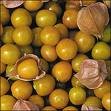 Tomatillo Seeds/Pineapple