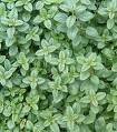 Oregano Seeds - Greek