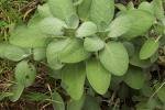 Sage/Broad Leaf
