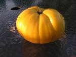 Giant Belgium Yellow Tomato - Hard-To-Find