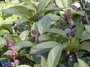 Thai Basil