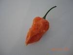 Naga Morich Hot Pepper - WORLD'S HOTTEST!