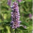 Hyssop