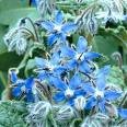 Borage