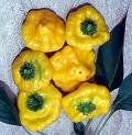 Yellow Jamacian Hot Pepper (Organic)