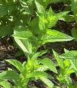 Spearmint Leaf Powder