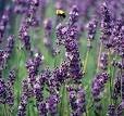 Whole Lavender Flowers
