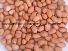 Virginia Giant Peanut Seeds