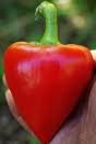 Pimento Pepper