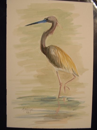Tricolor Heron