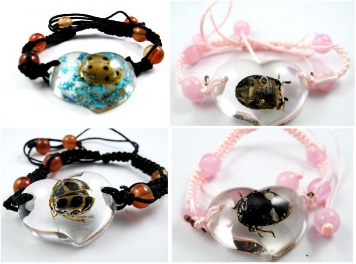 Wholesale Lot 6 Real Insect Bug Amber Bracelets New #4