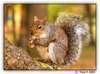Squirrel*01*