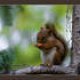 Squirrel*02*