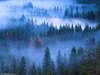 Forest*27*