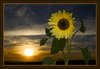 Sunflower*35*