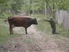 COW vs. MEN*40*
