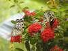 Flowers*01*