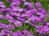 Flowers*02*