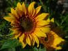Sunflower*03*