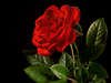 Rose*04*